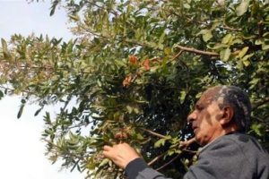 Şifayı Brezilya'da değil Fethiye'de arayın