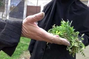 Hayatta kalabilmak i&ccedil;in ot yiyorlar