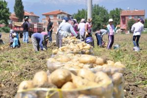 Patates bu sene &ccedil;ift&ccedil;inin y&uuml;z&uuml;n&uuml; g&uuml;ld&uuml;rd&uuml;