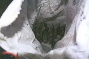 Mardin'de ter&ouml;r operasyonu