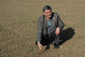 Buğdaylar yağmuru bekliyor