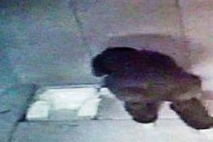 'Apo gelsin sizi kurtarsın'