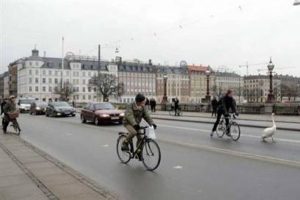 Kuğu trafiği kilitledi
