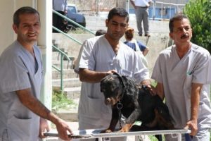 Sınavsız veteriner hekim alınabilecek