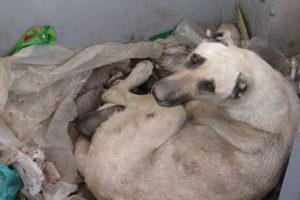 5 yavru k&ouml;pek soğuktan &ouml;ld&uuml;