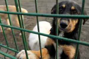K&ouml;peğini terk edene ceza