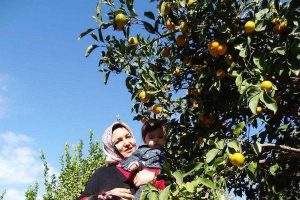 Mandalina ağa&ccedil;ları artık kiralanabilecek