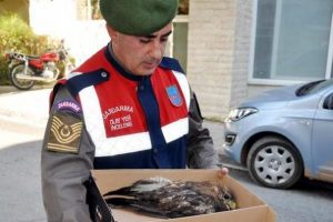 Yaralı atmacayı jandarma kurtardı