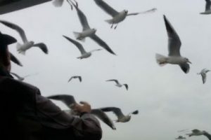 Martı besleyene  ceza!