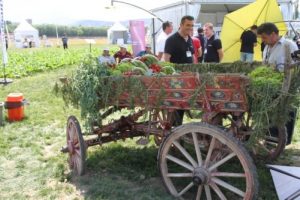 Bursa'da 'Beşirli 77 kırmızı soğanı' yetiştirilecek