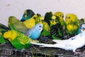 Sınırda muhabbet kuşu alarmı