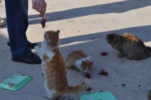 Esnaf onlarca kediye bakıyor