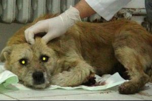Doktorlar yavruları &ouml;len k&ouml;peğe sahip &ccedil;ıktı