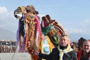 Menemen'de deve g&uuml;reşi festivali