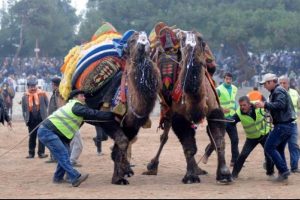 'Sağcı' ve 'solcu' develerin m&uuml;cadelesi