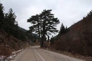 Bursa'da &ccedil;am ağacında feci &ouml;l&uuml;m!
