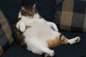'Kediler insanları b&uuml;y&uuml;k bir kedi zannediyor'