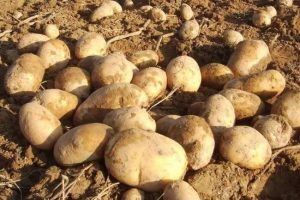 Soğuk hava ile birlikte zirve yapan patates, muzu solladı