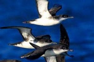 Onlar i&ccedil;in g&ouml;n&uuml;ll&uuml; aranıyor