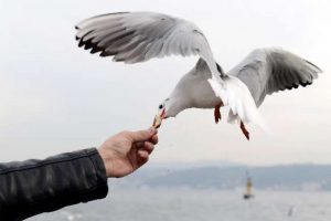 "Martıları elleriyle besliyor"