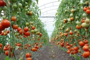 Domates &uuml;reticisi yeni sezondan &uuml;mitli