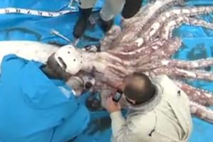 Balık&ccedil;ılar dondu kaldı!