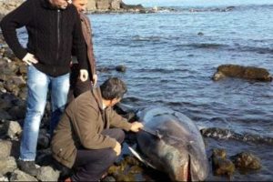 Trabzon'da yunus balığı karaya vurdu
