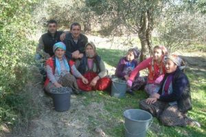 Zeytin hasadı sona erdi