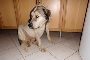 Yaşlanan k&ouml;peğe kalp ilacı