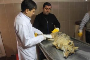 Yaralı tilki tedavi altında