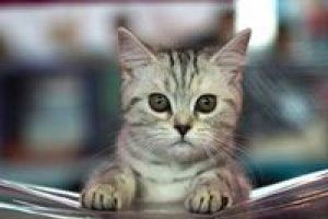 Kedi sahibinin hayatını kurtardı