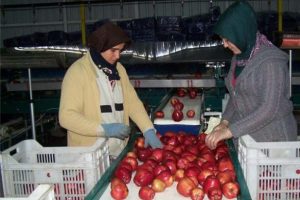 Elma ihracatı start aldı