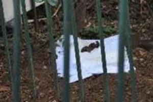 Bursa'da mezarlıkta cenin alarmı