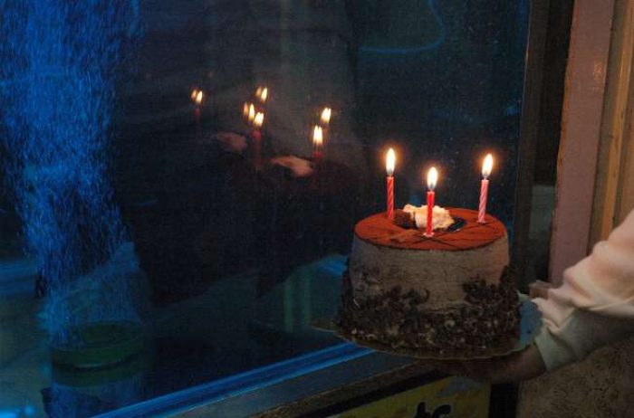 D&uuml;nyanın en yaşlı piranası 25 yaşında