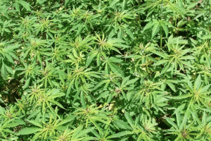 Marihuana alkolden daha k&ouml;t&uuml; değil