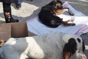 K&ouml;pekten "vefa" dersi