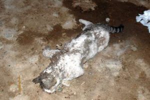 K&ouml;yde "kedi" dehşeti