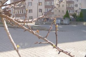 Yalancı bahara aldanan ağa&ccedil;lar &ccedil;i&ccedil;ek a&ccedil;maya başladı