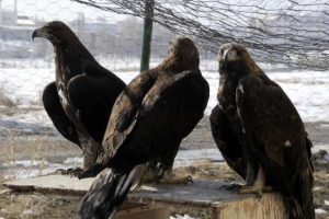 İ&ccedil; karışıklık onları bile ka&ccedil;ırdı