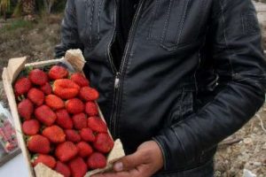 Kış ortasında &ccedil;ilek keyfi