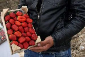 Kış ortasında &ccedil;ilek keyfi