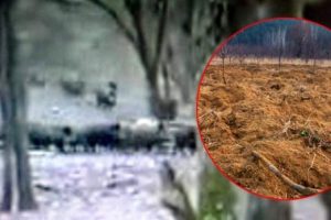 Kaz Dağları'nda domuz talanı
