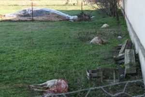 Bursa'da k&ouml;peklerin saldırdığı 27 koyun telef oldu