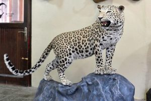 Diyarbakır'da &ouml;ld&uuml;r&uuml;len leopar dolduruldu