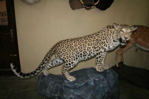 Leoparın i&ccedil;i dolduruldu, sanki canlı