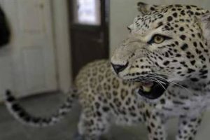 &Ouml;ld&uuml;r&uuml;len leopar sergilenecek