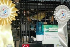 Edremit'in kuşu d&uuml;nya ikincisi oldu