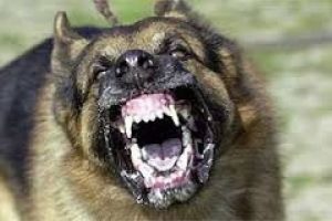 Oğul ve baba, kendilerini ısıran k&ouml;peğin sahibinden şikayet&ccedil;i oldu