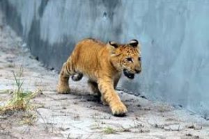 Aslan ve kaplan melezi yavruya kedi anne!