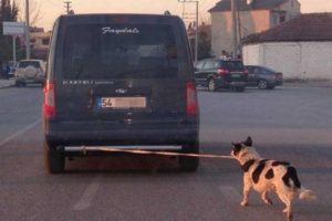 K&ouml;peği tampona bağlayıp g&ouml;t&uuml;rd&uuml;ler